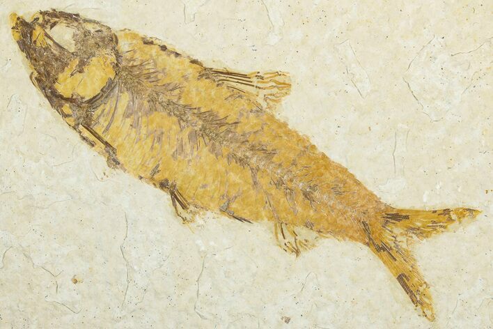 Detailed Fossil Fish (Knightia) - Wyoming #345500